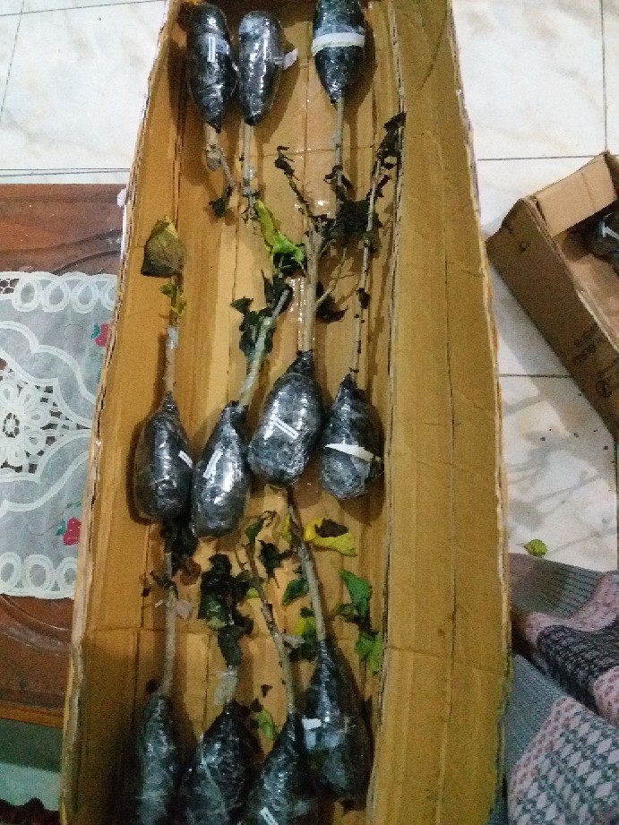 Paket Hemat Hibiscus 10pcs