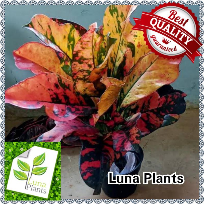 Tanaman Hias Puring Oscar / puring oscar