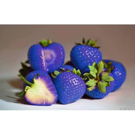 Bibit Benih Biji Giant Strawberry Biru - Bibit Tanaman Pohon Strawberry Biru - Strawberry Biru - COD