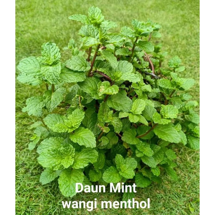 

bibit DAUN MINT RASA MENTOL