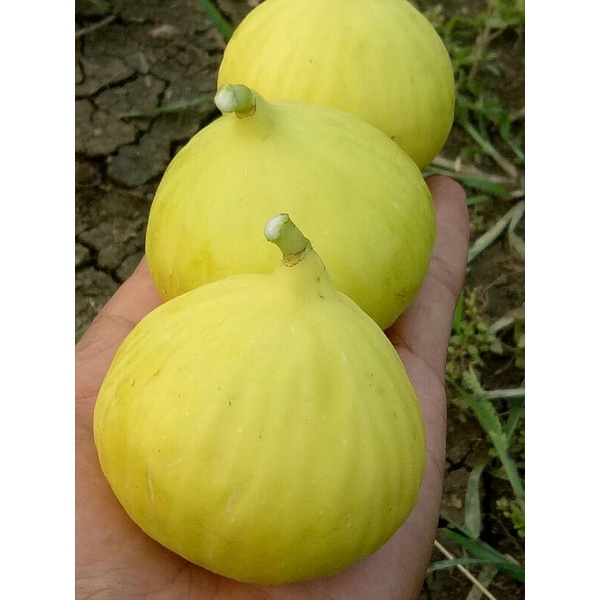 bibit buah tin kuning jumbo jenis jin ao fen