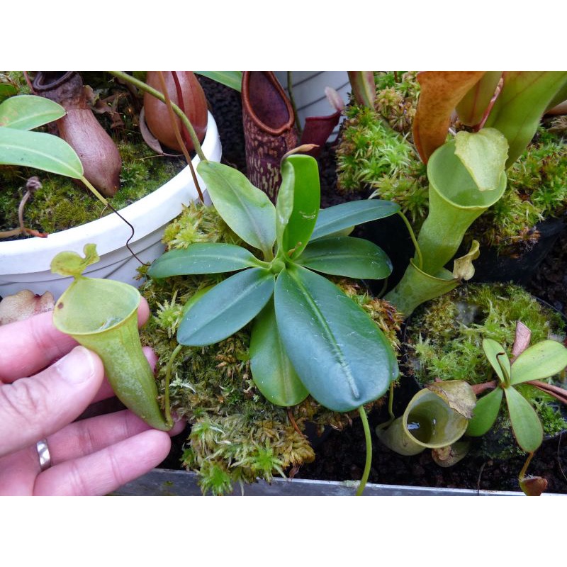 NEPENTHES KANTUNGSEMAR