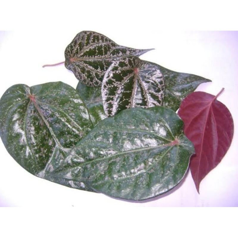 

Daun Sirih Merah Organik Perhelay / Daun Sirih