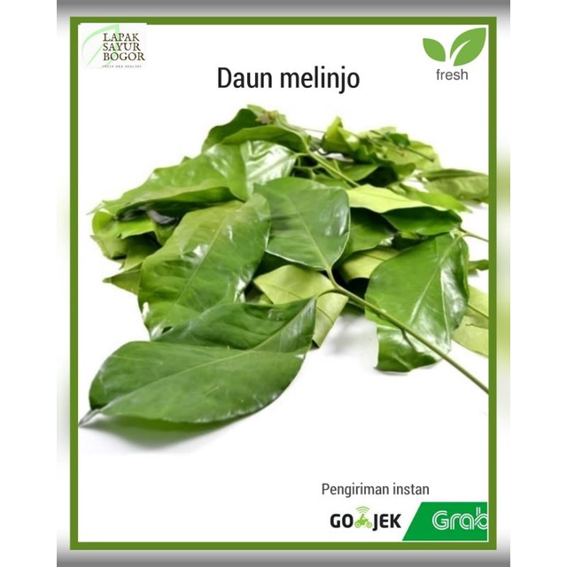 

daun melino sayur daun melinjo segar