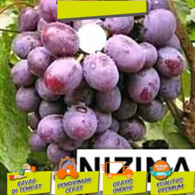 BIBIT ANGGUR NIZINA