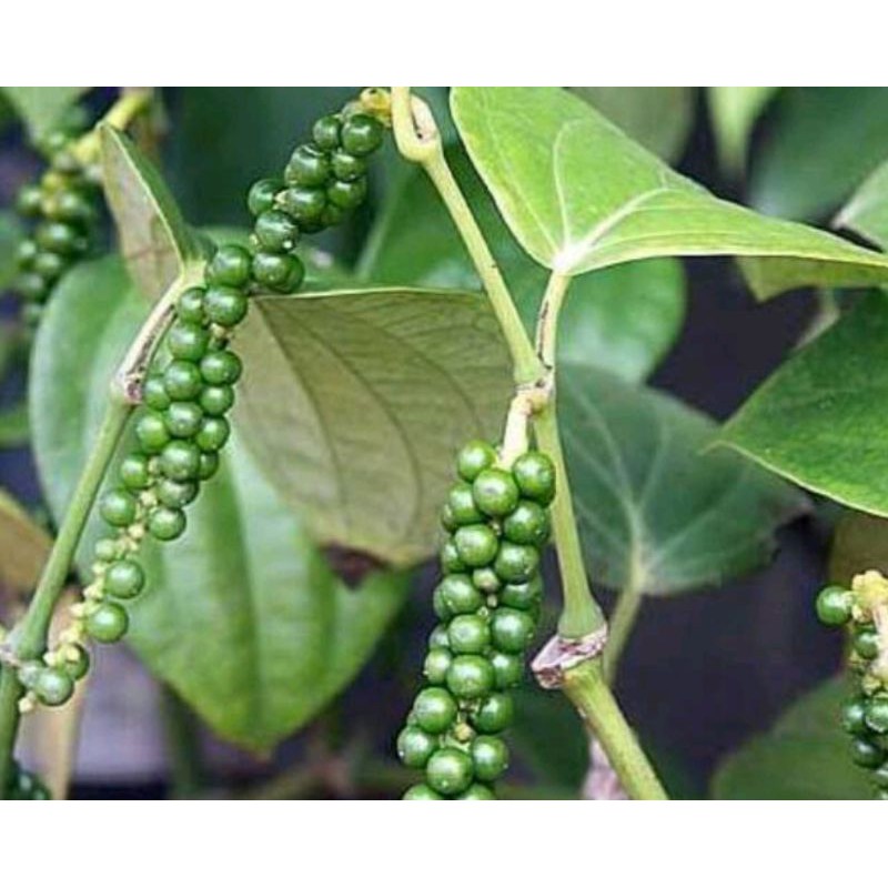 lada perdu - merica perdu