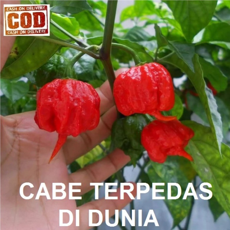Bisa bayar di tempat - CABE CAROLINA REAPER 3pcs biji / bibit / benih CABE TERPEDAS DI DUNIA / CABAI