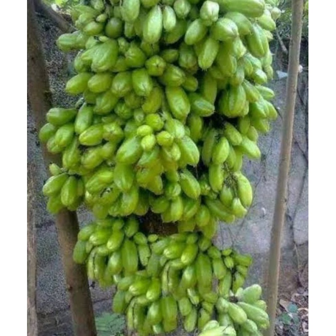 1 biji benih buah belimbing wuluh/ belimbing sayur
