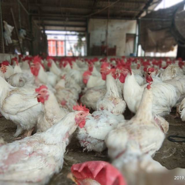 

daging ayam perent fress