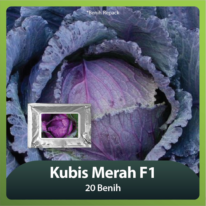 Benih Bibit Kubis Merah F1 - 20 Benih