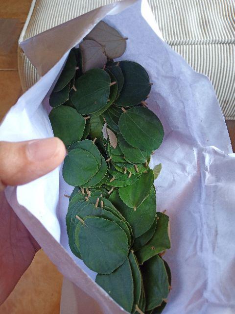 Daun Bidara Segar
