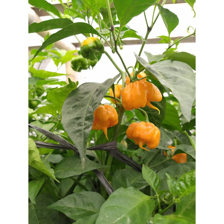 Benih Bibit Biji - Cabai 7 Pot Primo Yellow Cabe Reaper Yellow Pepper Seeds