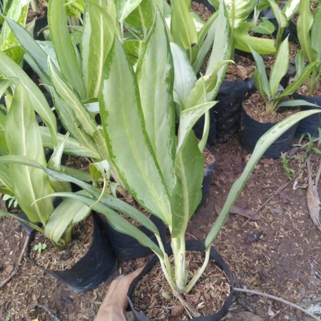 Tanaman hias blanceng sri rejeki bulu ayam - aglonema srirejeki