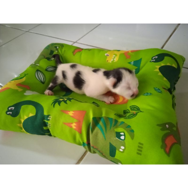 Mainan Kucing / Bantal kucing /Alas Tidur sugar glider, kitten, landak mini, kelinci