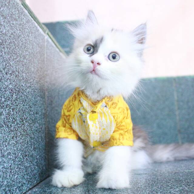 Kemeja batik warna kuning untuk kucing anjing size S M L XL / baju kucing tangerang murah meriah