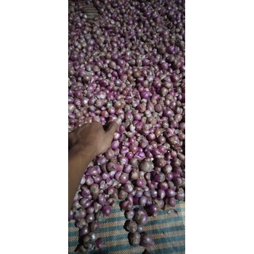 

Bawang merah 1 kg