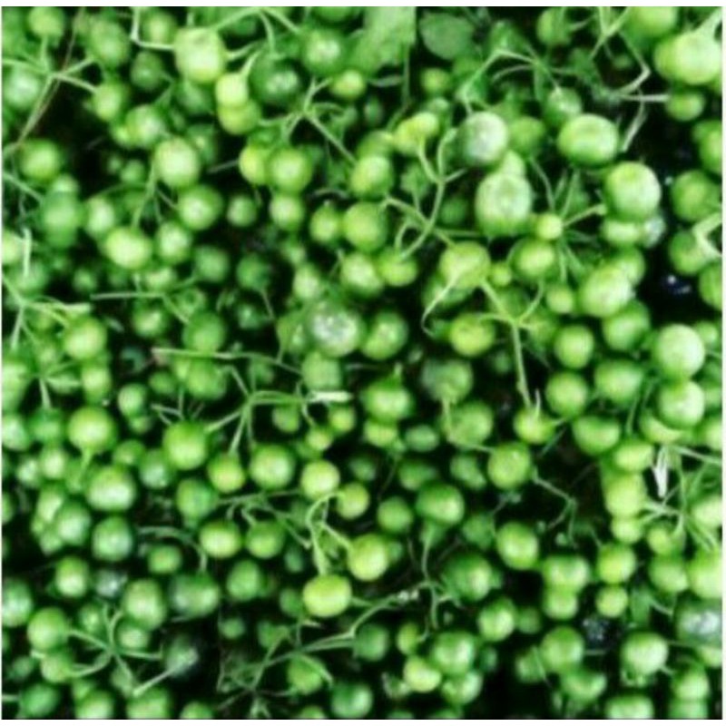 

lalapan lenca(irek)per 250gram
