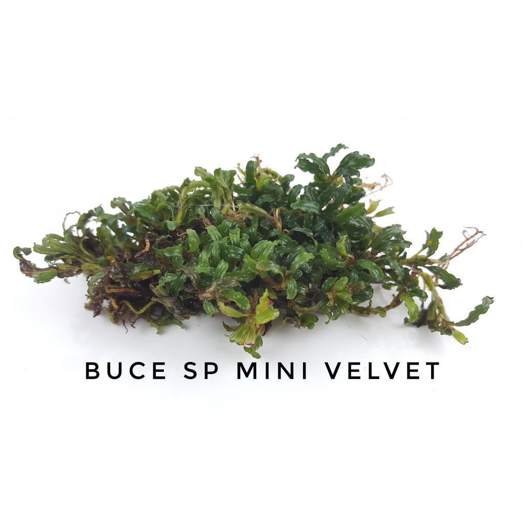 Bucephalandra Mini Velvet Porsi Clump Tanaman Aquascape