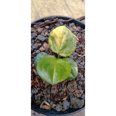 paket jemani mangkok dan cobra eka