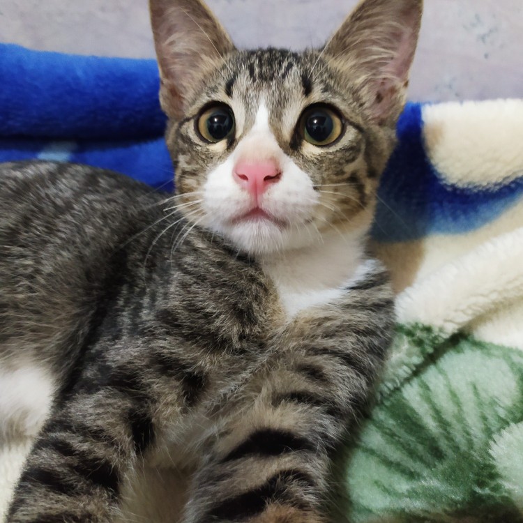 Gamis Batik Manggar, Padi,sekar,cantik,kubis,kipas,daun,kupu,nadine,gendis