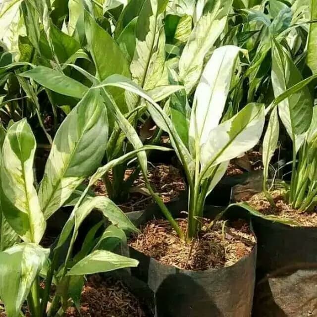 tanaman hias sepatu filum variegata putih
