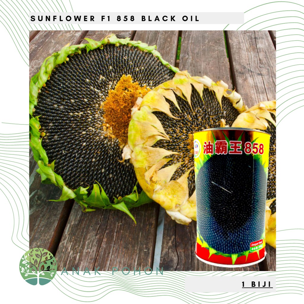 Benih Bibit Biji - Sunflower Black Oil F1 Varietas 858 Kuaci Bunga Matahari Seeds