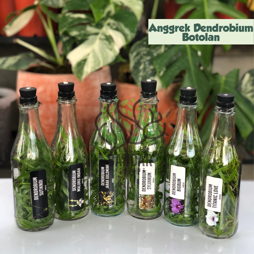 Bibit Anggrek Dalam Botol Dendrobium Primary Hybrid