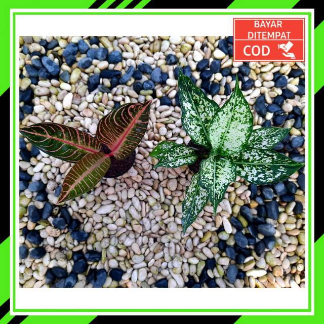 [✅COD]PAKET 2 POHON - (AGLONEMA PAKET) / RED SUMATRA & SNOW WHITE / AGLONEMA PAKET MURAH