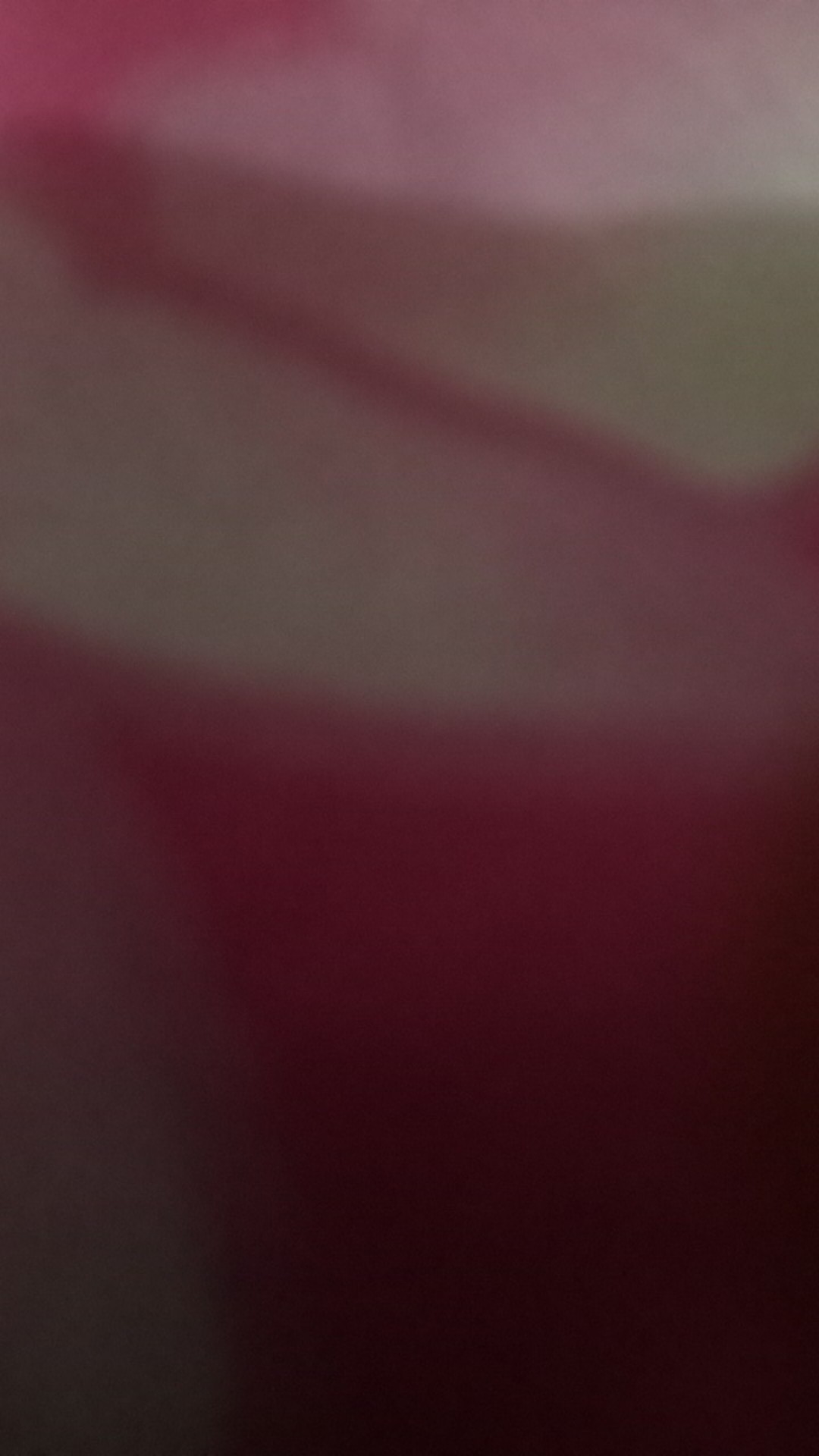 Daun Kering#sikas#mawar Jambe Original