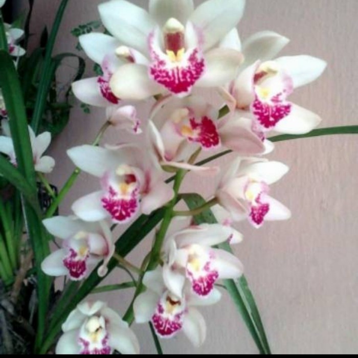 anggrek cymbidium /white pink