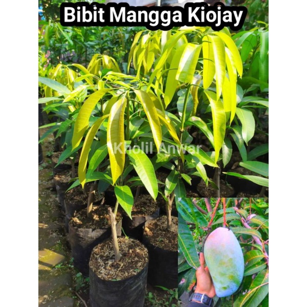 Bibit Mangga Kiojay Thailand