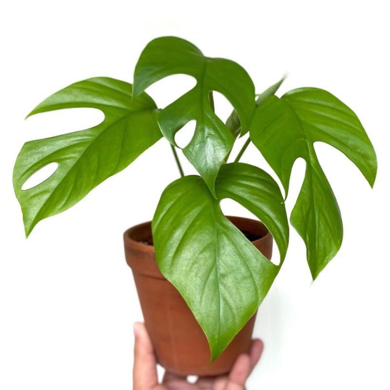 bibit tanaman monstera rhaphidophora pertusa