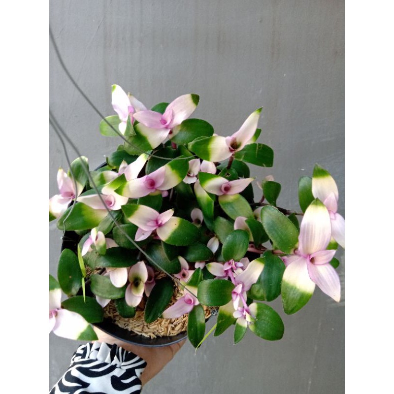 tradescantia