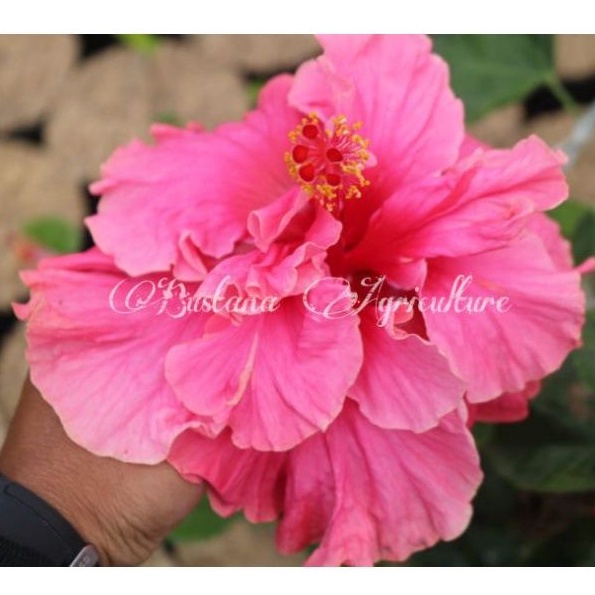 Tanaman hidup bunga sepatu Double Pink lebar | bunga sepatu hidup pink tumpuk