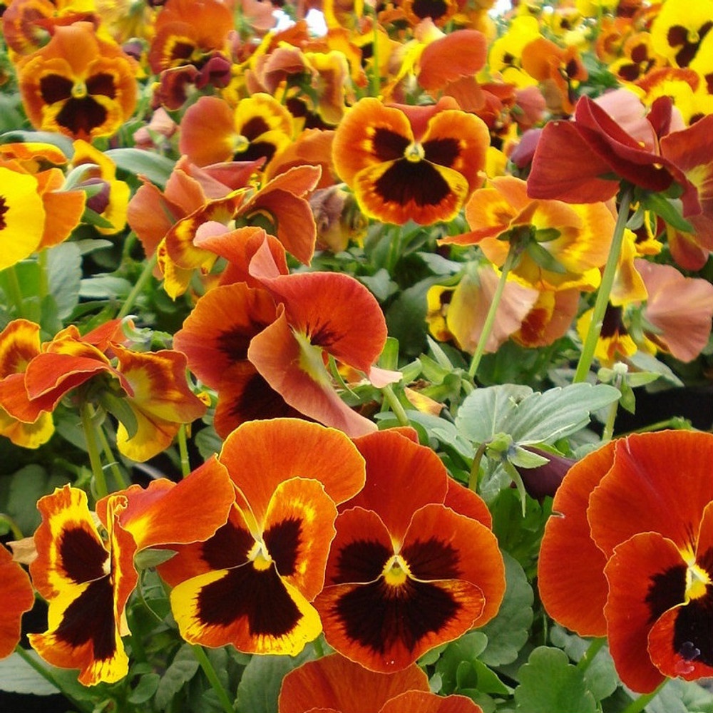 Benih Bibit Biji - Bunga Pansy Swiss Giant Flame Flower Seeds - IMPORT