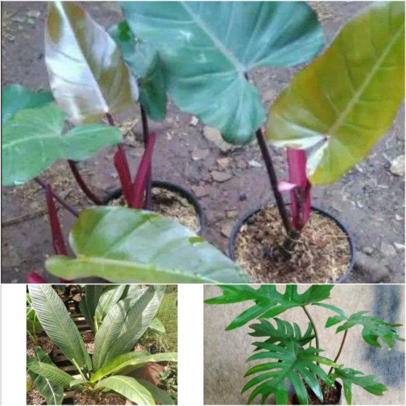 paket pilodendron isi 3 jenis - pilodendron