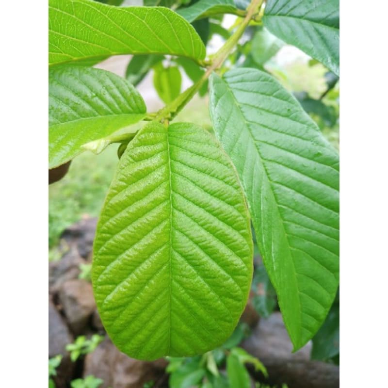 

daun jambu biji Hasil Kebun Sendiri