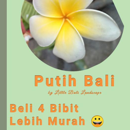 ♣ Bibit stek kamboja bali (plumeria) bunga putih bali ←