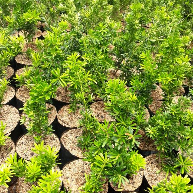 Lohansung cincuan tinggi 30 sd 40cm