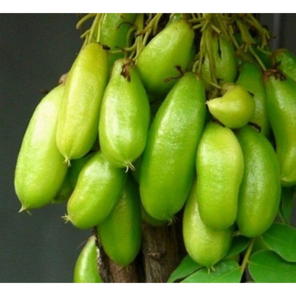 

Buah Belimbing Wuluh / Buluh / Botol / Besi / Averrhoa Bilimbi per 500 Gram