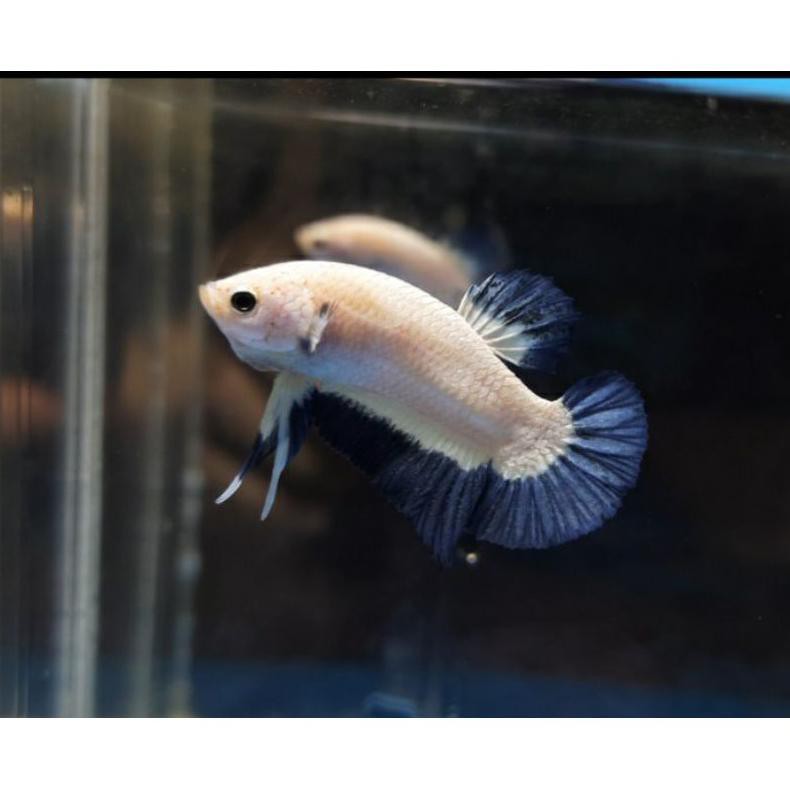 Ready Ikan Cupang Hias Sni(Super Red, Yellow, Dll) Hellboy, Marbel, Multicolor , Avatar , Blue Rim ,