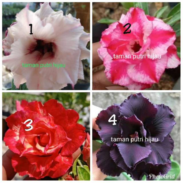 Paket 4 jenis tanaman hias kamboja japanese adenium bunga tumpuk bibit bunga tumpuk -tanaman hidup /