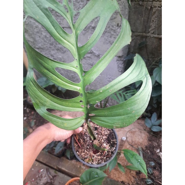 Monstera esqualeto