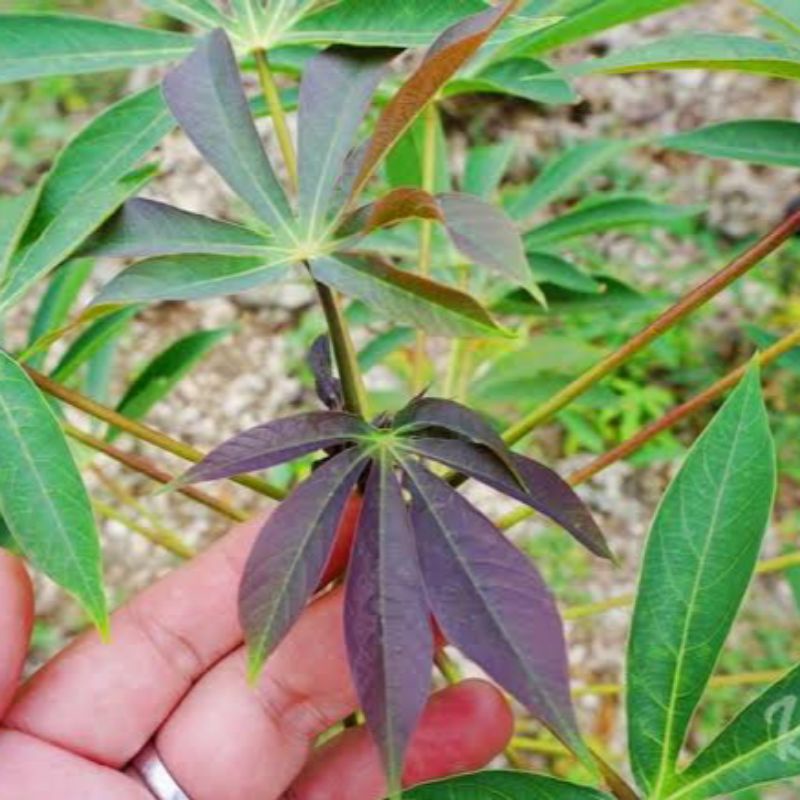 

Daun Singkong Sapi Kuru Fres Segar