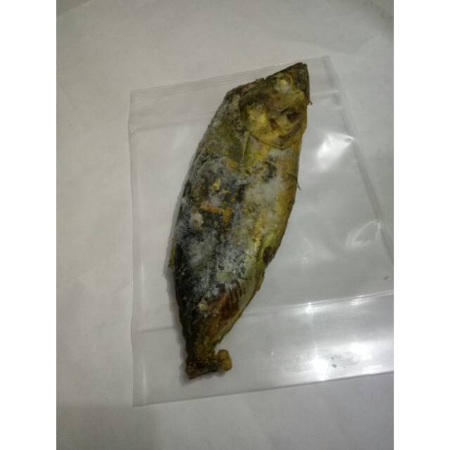 

Ikan cakalang