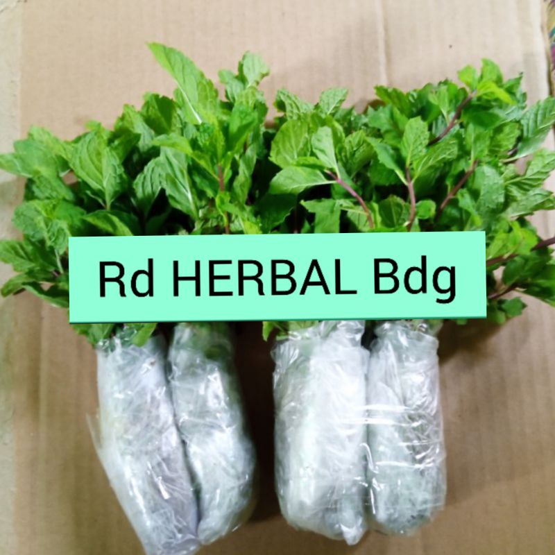 

BIBIT DAUN MINT ASLI BESAR 1BIBIT JUMBO