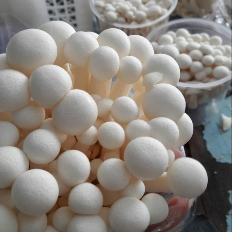 

JAMUR SHIMEJI PUTIH FRESH / SIMEJI / WHITE SHIMEJI MUSHROOM FRESH