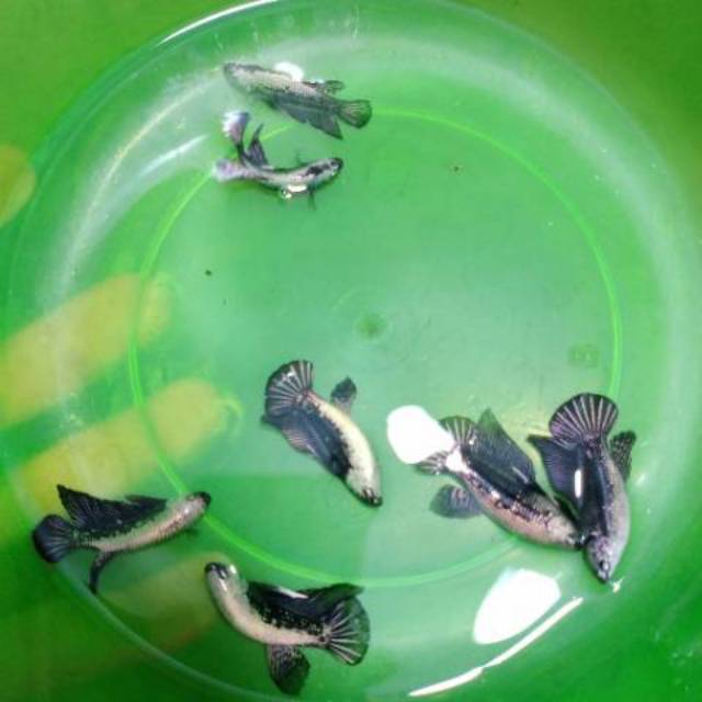 Paket 10 ekor ikan cupang black samurai