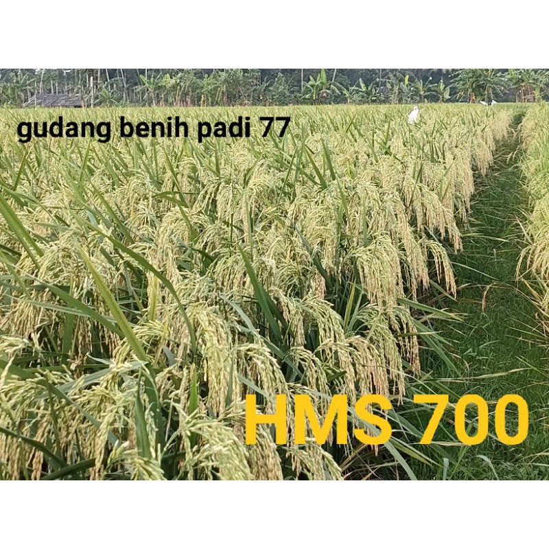 bibit padi HMS 700