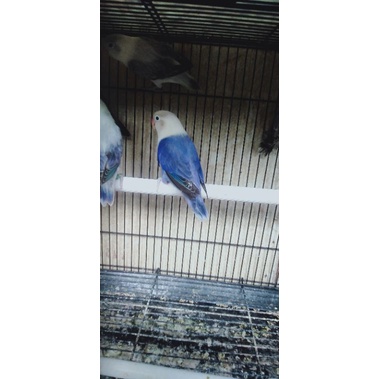 burung Lovebird Biola vio